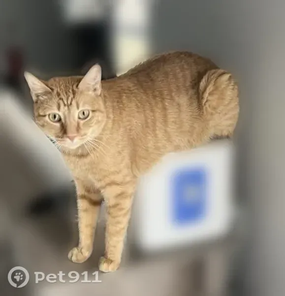 Lost Cat, male, San Gabriel, 4206, Mission, Mission — neutered and extremely shy - photo