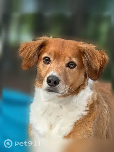 Lost Dog, male, Confederate Avenue, 385, Dallas — brown and white chest and paws - photo