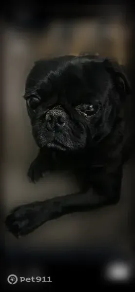 Found dog, male black pug, North 108th Drive, 7601, Glendale, Glendale - photo