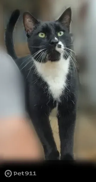 Lost male cat, Par Road 6, Leesville — 10–11 years old and very friendly - photo