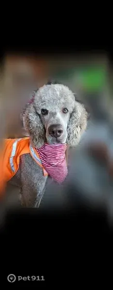 Lost dog, Georgetown Road, 1566, Elkins, Princeton — male blond Standard Poodle - photo
