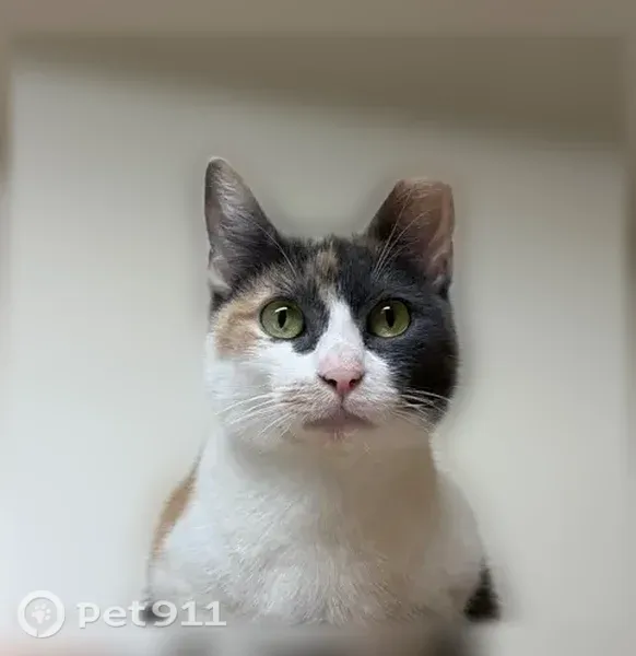 Lost cat, South 1st Street, 9401, Austin — female calico with clipped ear - photo
