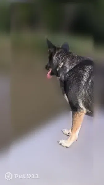 Lost female dog, Gilbert Drive, 154, Horseshoe Bend — black & tan with an Ariat collar - photo
