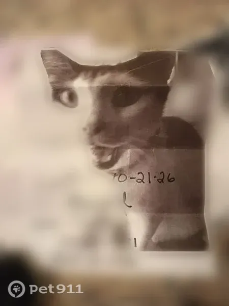 Lost male cat, City Hall Walkways, Philadelphia — black and white with a blue collar - photo