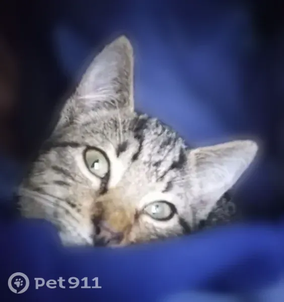 Lost female cat, South Oakridge Drive, Homosassa, Orlando — black-tipped ears - photo