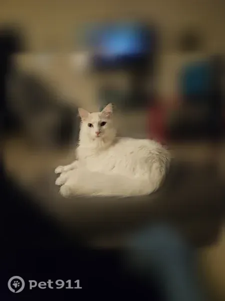 Lost Cat, Victoria Street North, 2665, Roseville, Hopkins — Male with White/Cream Long Hair - photo