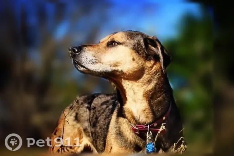 Lost Dog, Gannt Street, Marion, Arlington — male Catahoula mix, 55 lb - photo