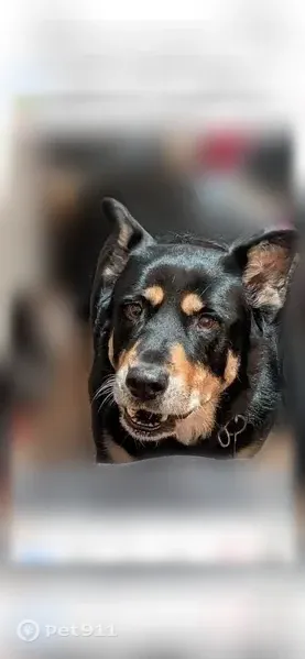 Lost dog, Northwest 27th Street, 2801, Oklahoma City, Bethany — tailless Rottweiler mix - photo