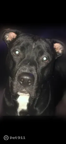 Lost male dog, Edwards Road, Greensboro — white-tipped tail and gray collar - photo