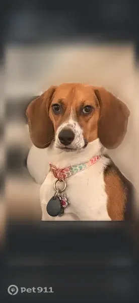Lost dog, Glen Ridge Court, 6600, Midlothian — female tri-color Beagle - photo