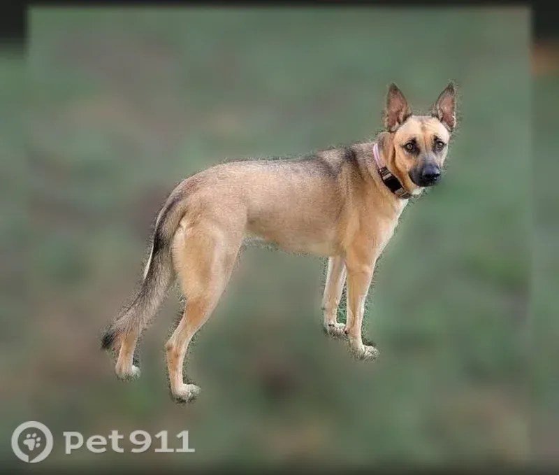 Lost dog, Agnes Douglas Road, 10664, Fort Mill — female, wearing a collar - photo