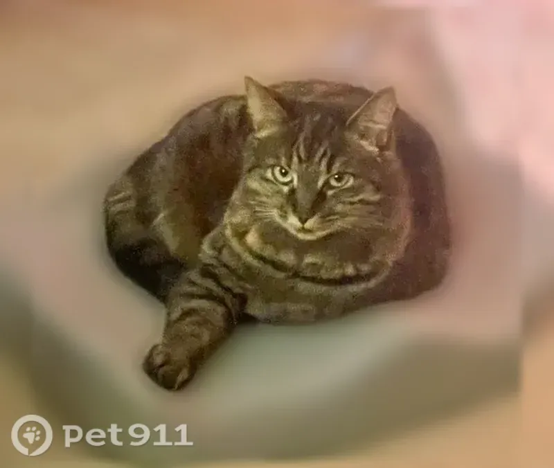 Lost female cat, San Jose Avenue, 9158, Garden City — afraid of people - photo