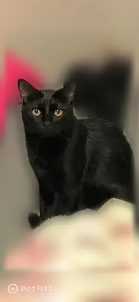 Lost cat, male, Consol Avenue, El Monte, Los Angeles — black, medium-sized - photo