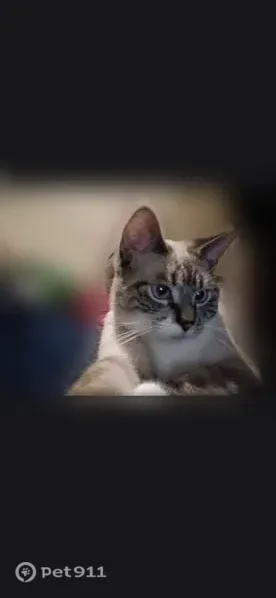 Lost cat, Marlwood Way, 4512, Virginia Beach — male with a white chest and feet - photo