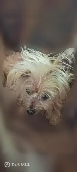 Lost dog, Ravens Point Circle, 1200, Raleigh — female Maltese with red collar - photo