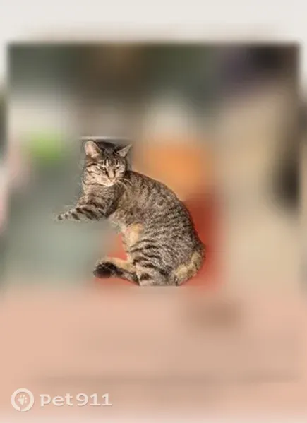 Lost cat, female, East 14th Street, 907, Austin - photo