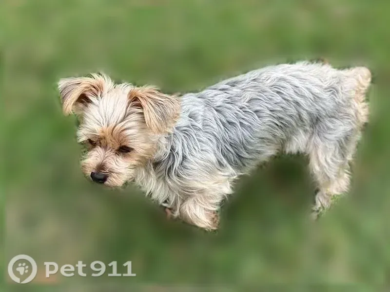 Lost female dog, Allencrest Drive, 2740, Corpus Christi — older Yorkie - photo