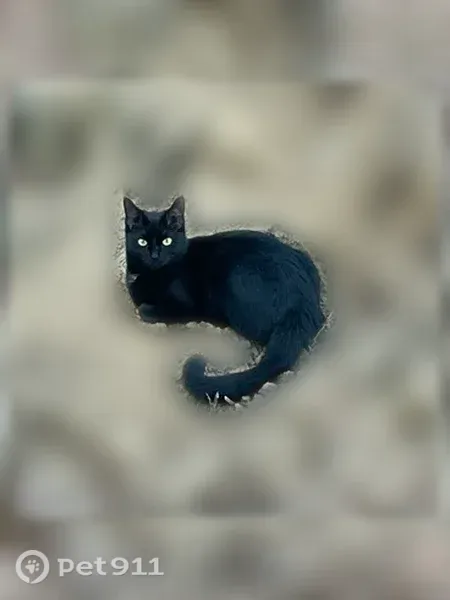 Lost cat, Fordland Drive, 6014, Raleigh — tiny black female with a white chest patch - photo