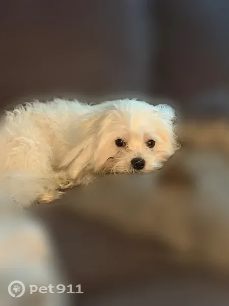 Lost male dog, Holly Crossing, Morgan's Point Resort — all-white coat - photo
