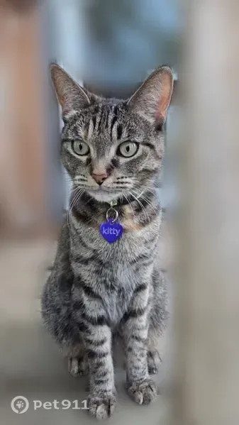 Lost female cat, Gunderson Avenue, 1247, Berwyn, Berwyn — gray/brown tabby with orange spots - photo