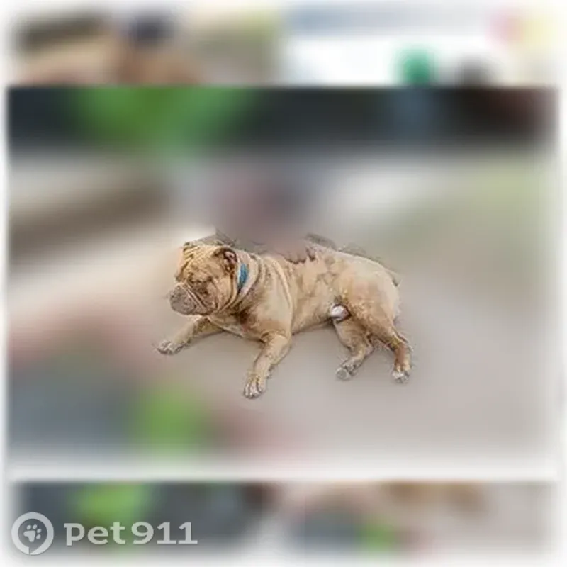 Lost male dog, North Martin Luther King Avenue, 2323, Oklahoma City — bullmastiff with chocolate spots - photo