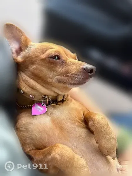 Lost dog, 700 South, 300, American Fork, Oakland — small Chihuahua mix - photo