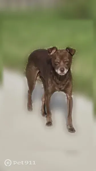 Lost dog, Ridgewood Street, 2402, Irving — small brown Chihuahua mix, answers to Coco - photo