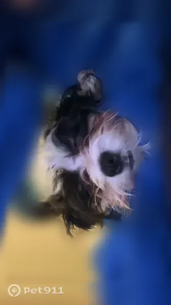 Lost female dog, U.S. 9, 18, Marlboro Township, Spotswood — small black-and-white Shih Tzu - photo