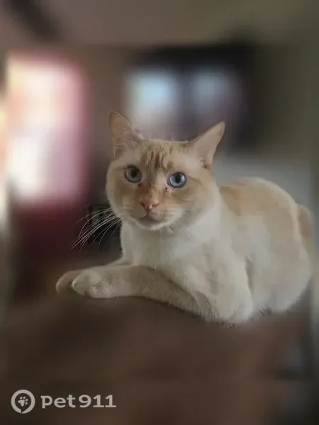 Lost male cat, Costa Mesa Drive, 5328, Fort Worth — white and orange coat - photo