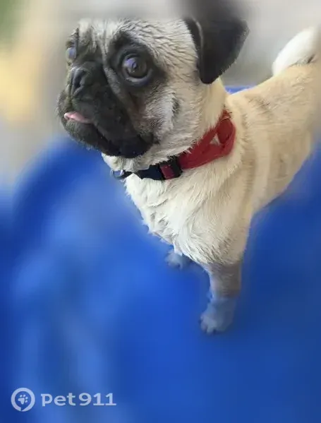 Lost dog, Larry Wadkins Drive, 1612, El Paso — male fawn-colored pug with a black face mask - photo