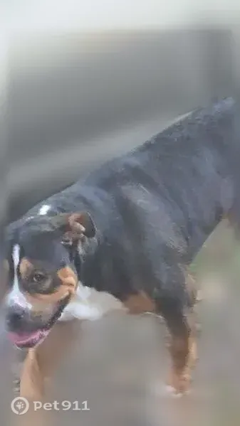 Lost male dog, Lakepointe Street, 5240, Detroit, Detroit — tricolor with tan markings - photo