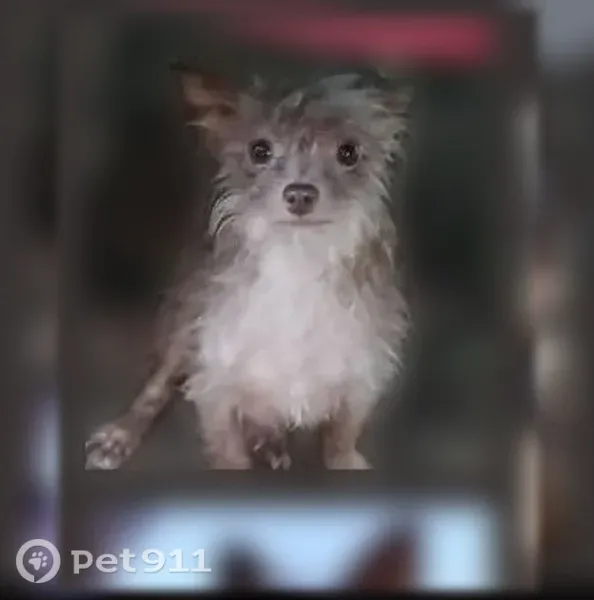 Lost dog, Skyline, Alabama, Scottsboro — female Rose, 3 years old, scared of men - photo
