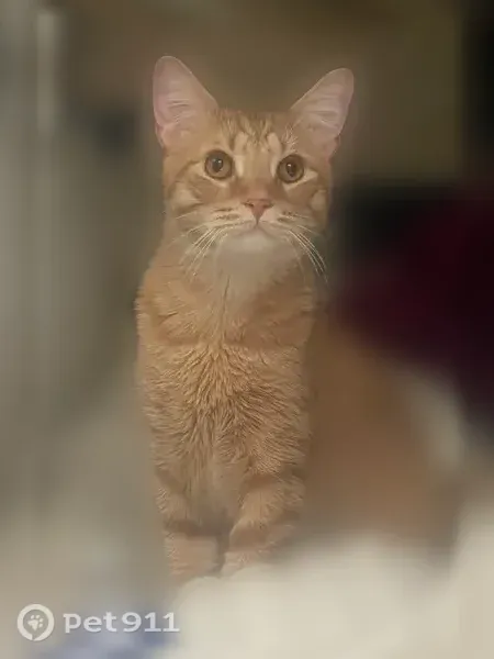 Lost male cat, Kitchen Court, Hilliard — orange, 1 year old - photo