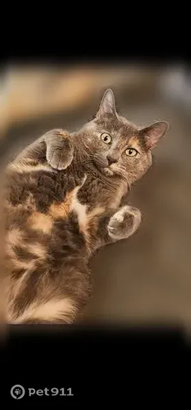 Lost cat, Quandt Avenue, 9961, Allen Park, Pittsburgh — small, timid female - photo
