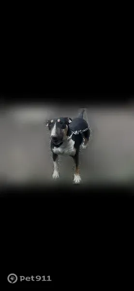 Lost dog, East 80th Street, 4150, Cleveland — female Bull Terrier - photo