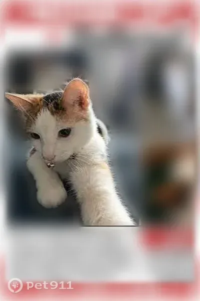 Lost female cat, North Main Avenue, 916, Springfield — calico with a brown spot on her nose - photo