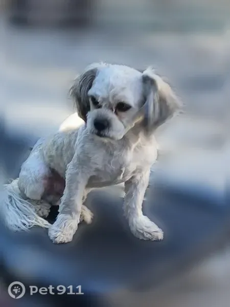 Lost male dog, North Las Vegas — Shih Tzu–Poodle mix with light brown spots - photo
