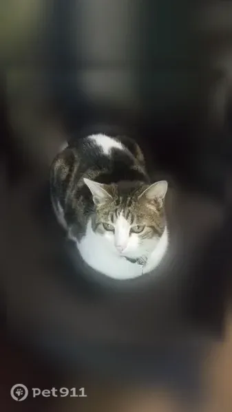 Lost cat, 35th Avenue West, 23000, Brier — female tabby with white legs and belly - photo