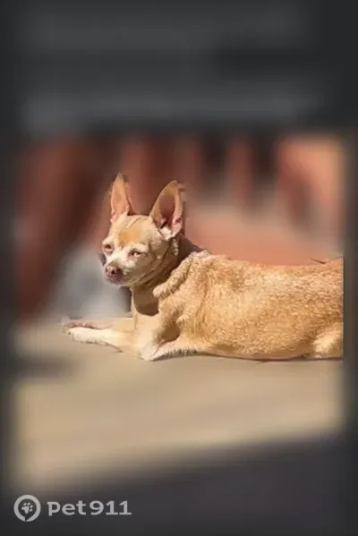 Lost female dog, South Schweiter Court, 1301, Wichita — white markings on her face - photo