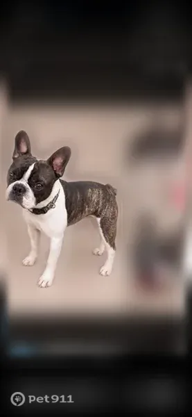 Lost Dog, West Main Street, Cartersville, Alpharetta — friendly male with a green tattoo and no collar - photo