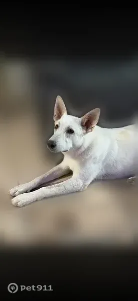 Lost dog, South Austin Place, 3502, Tucson — male with pointed ears - photo