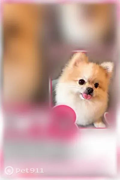 Lost dog, Southwest 29th Terrace, 3363, Miami — male Pomeranian - photo