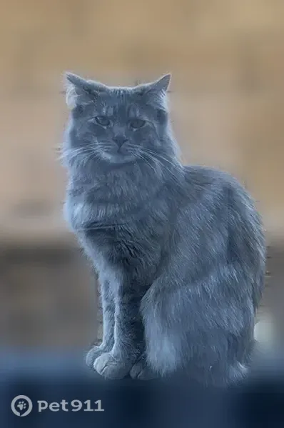 Lost cat, Ontario, California — female with a long-haired grey-brown coat - photo