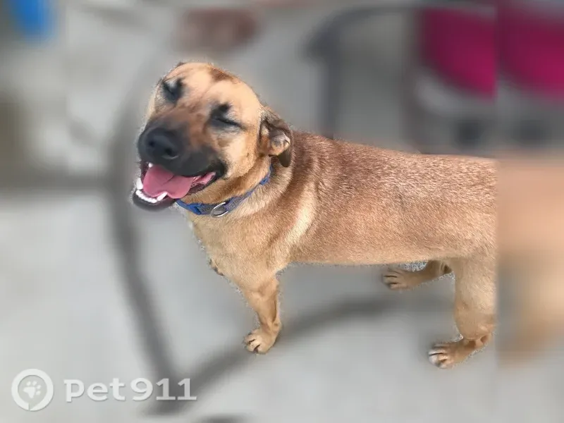 Lost Dog, Lackawanna, New York, Sloan — male, brown, about 70 lbs - photo
