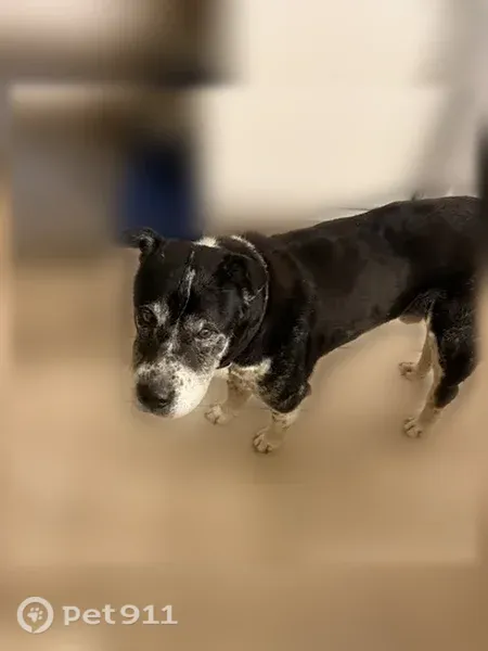 Found dog, male, South Desert Boulevard, 7051, Canutillo, Canutillo — gray muzzle and dark collar - photo