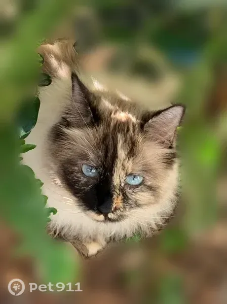 Lost female cat, I-10 westbound between US 301 ramp and Nassau County Line, Maxville — tan-and-white Ragdoll - photo