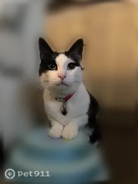 Lost male cat, Harvest Street, Daly City — black-and-white cow pattern - photo