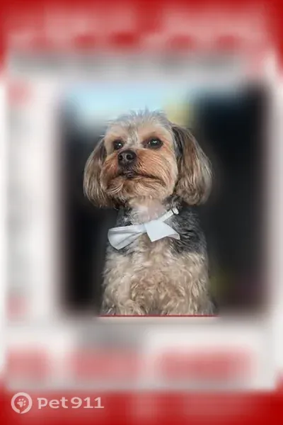 Lost dog, Franklin Bluff, El Paso — male Yorkie with tan-and-black fur - photo