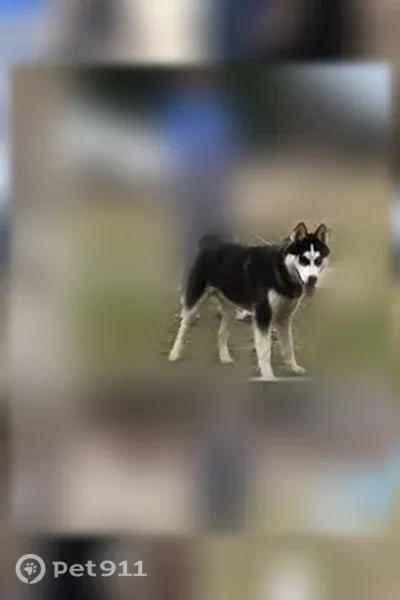Lost dog, New Hope Road, 962, Wiggins — Husky with one blue eye and one brown eye - photo