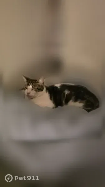 Lost cat, male, West Ohio Avenue, 3132, Denver — brown-and-white patched tabby - photo